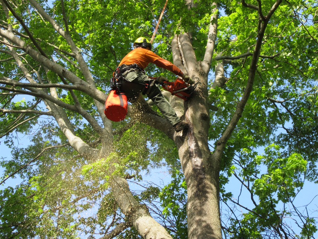 Best Tree Trimming in Manassas VA: Expert Tips for Healthier, Safer Trees