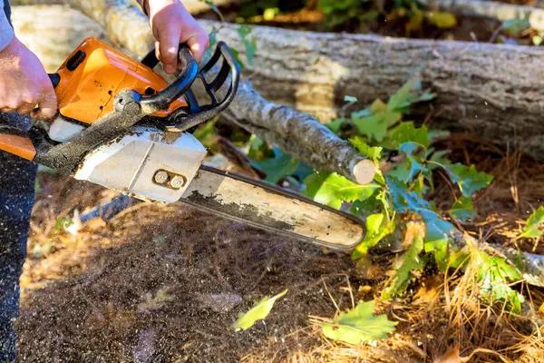 Professional Tree Service Madison for Residential Properties