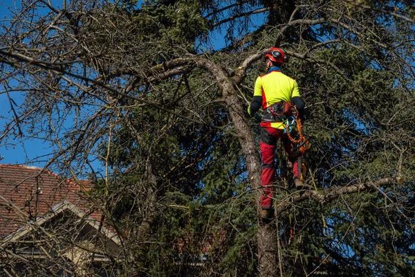 Tree Wise Men of Madison for Expert Tree Removal, Trimming, and Pruning