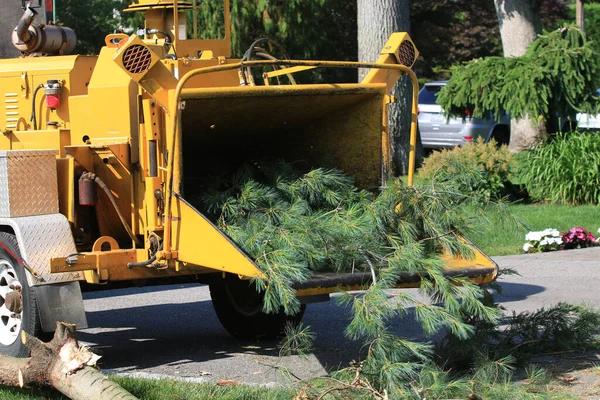 Affordable Tree Service in Springfield IL for Your Outdoor Space